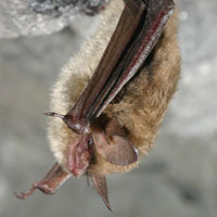 Northern long-eared bat