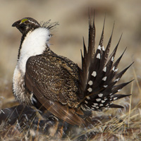 Greater sage grouse