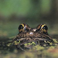 California red-legged frog
