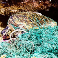 Turtle entangled in marine debris