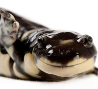 Tiger salamander