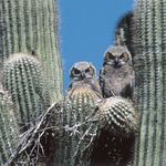 Great horned owls