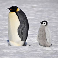Emperor penguins