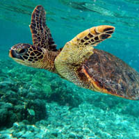 Green sea turtle