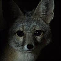 San Joaquin kit fox