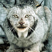 Canada lynx