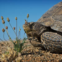 Desert tortoise