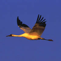 Whooping crane
