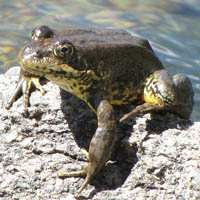 Sierra Nevada yellow-legged frog