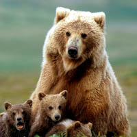 Grizzly bears