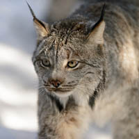 Canada lynx
