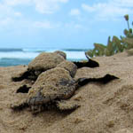 Loggerhead sea turtles