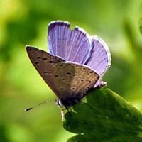 Mount Charleston blue butterfly