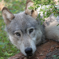 Gray wolf