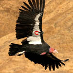 California condor