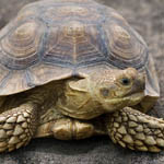 African sulcata tortoise