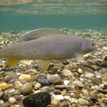 Arctic grayling