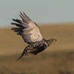 Greater sage grouse