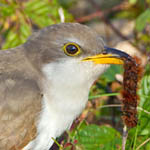 Yellow-billed cuckoo