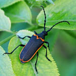 Valley elderberry longhorn beetle