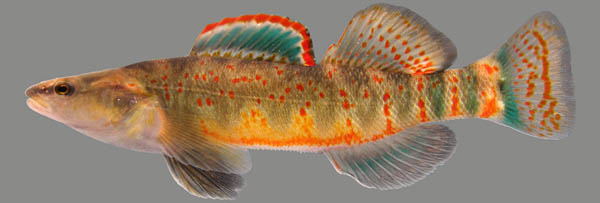 Kentucky arrow darter