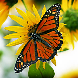 Monarch butterfly