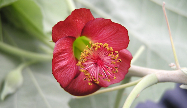 Abutilon menziesii