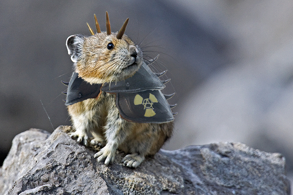 Apocalypse-ready pika