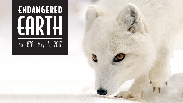 Arctic fox