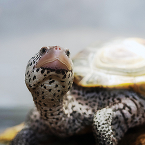 Diamond terrapin