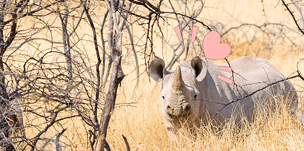 White rhino
