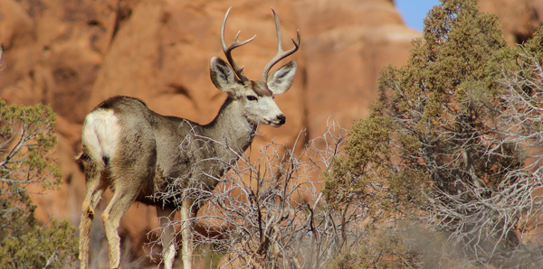 Mule deer
