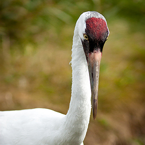 Whooping crane