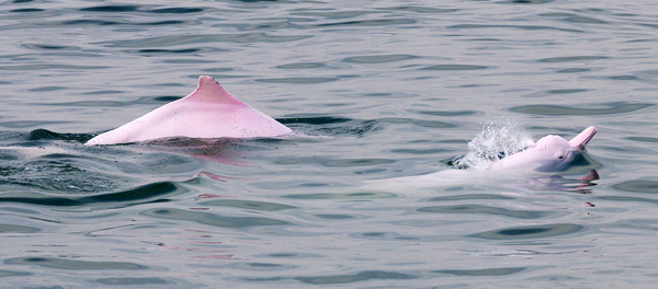 Taiwanese dolphins