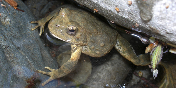 Foothill yellow-legged frog