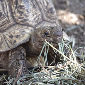 Gopher tortoise