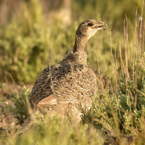 Greater sage grouse
