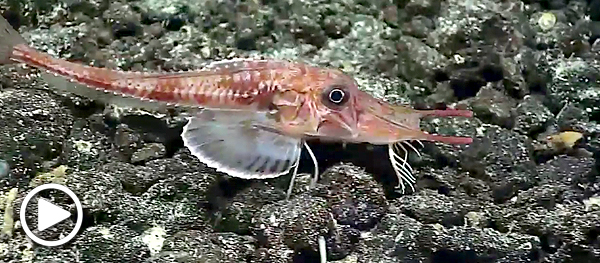 Sea robin