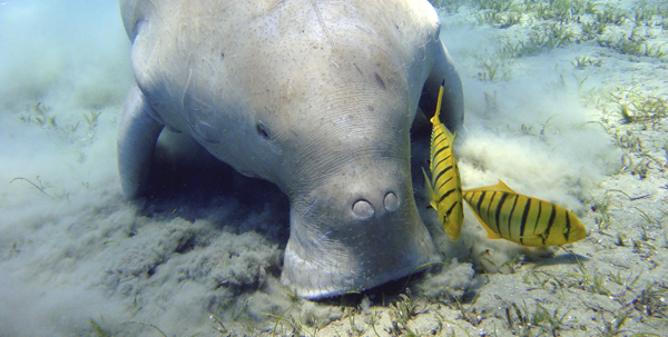 Dugong