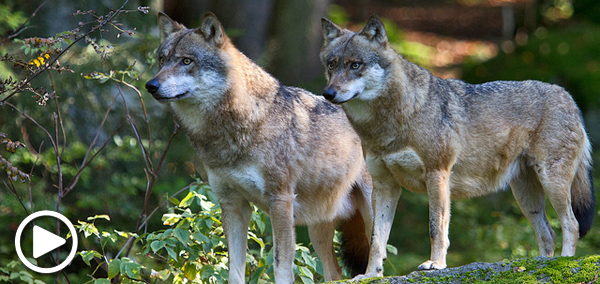 European wolves
