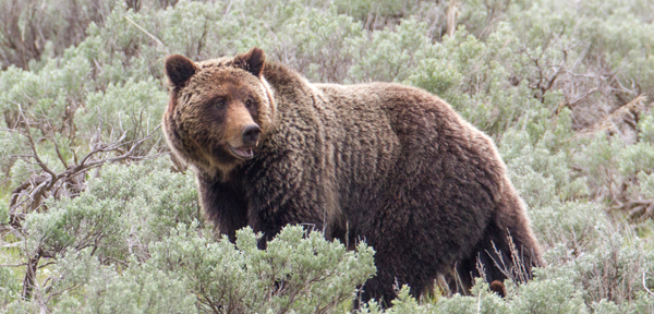 Grizzly bear