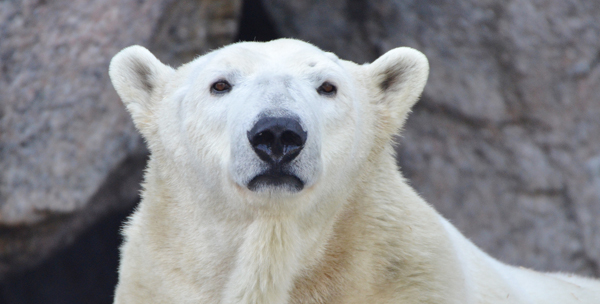 Polar bear