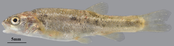Foskett speckled dace
