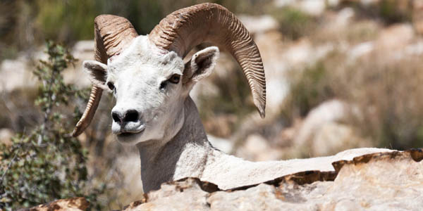 Nevada bighorn sheep