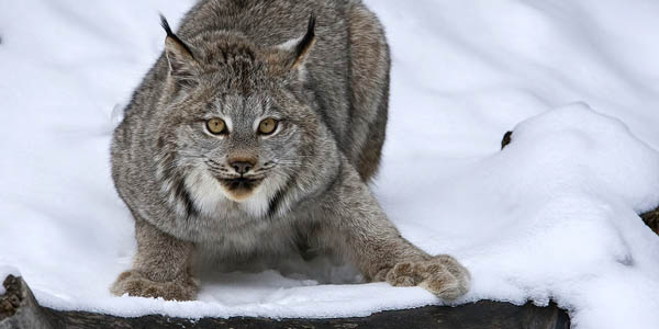 Canada lynx