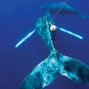 Entangled whale