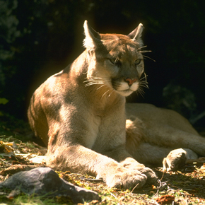 California mountain lion