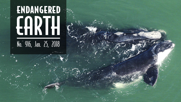 North Atlantic right whales