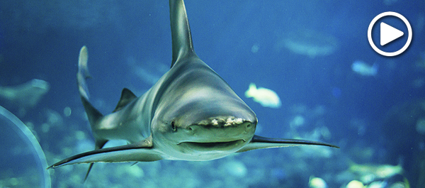 Shark