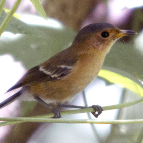Tinian monarch